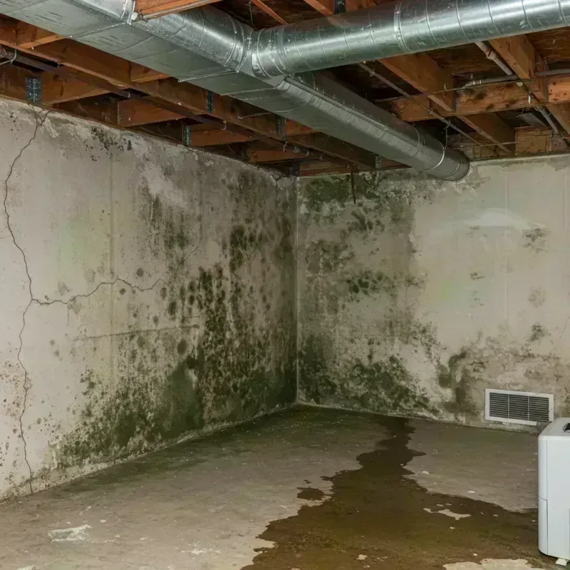 Professional Mold Removal in Fairmont City, IL